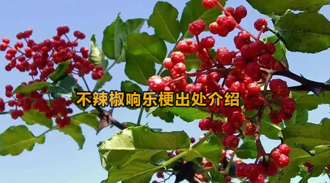 不辣椒响乐梗出处介绍